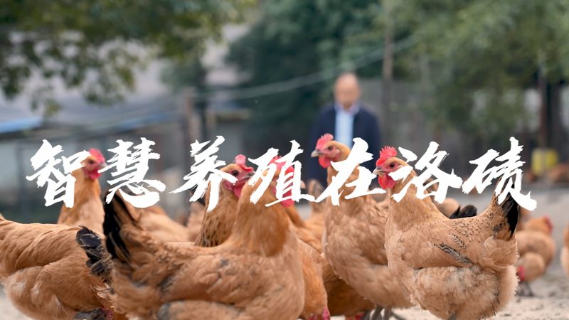 CDMO中间体定制价格对比